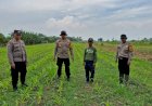Siapkan-Pekarangan-Pangan-Bergizi-di-Bakungtemenggungan-Balongbendo