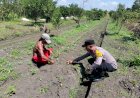 Bhabinkamtibmas-Sambibulu-Polsek-Taman-Tinjau-Program-Ketahanan-Pangan-Hortikultura