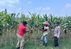 Polsek-Prambon-Cek-Lahan-Jagung-di-Desa-Bulang