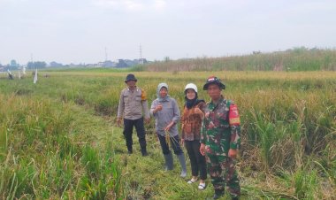 Kolaborasi-Siapkan-Lahan-Tanam-Padi-Kuatkan-Swasembada-Pangan