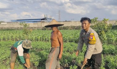 Bhabinkamtibmas-Desa-Sukorejo-Turun-ke-Sawah,-Dukung-Petani-Kembangkan-Jagung-untuk-Ketahanan-Pangan
