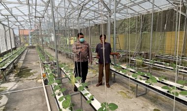 Bhabinkamtibmas-Desa-Gempol-Klutuk-Tinjau-Lahan-Pertanian-Melon