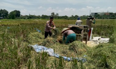 Bhabinkamtibmas-Desa-Banjarsari-Apresiasi-Panen-Padi-Warga-sebagai-Wujud-Keberhasilan-Ketahanan-Pangan