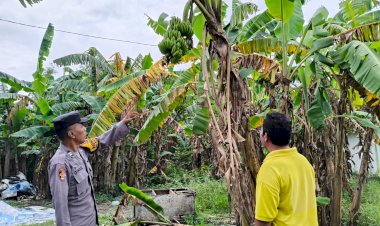 Bhabinkamtibmas-Desa-Kesambi-Polsek-Porong,-Cek-Kebun-Pisang-Warga-untuk-Optimalisasi-Swasembada-Pangan-Mandiri