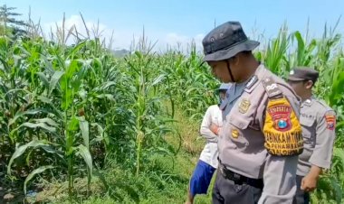 Kapolsek-Balongbendo-Cek-Lahan-Tidur-Milik-Bumdes-untuk-Ketahanan-Pangan
