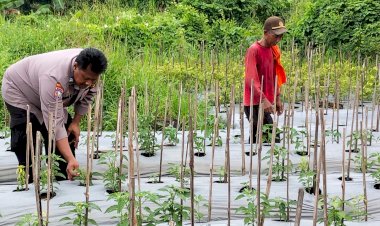 POLRESTA-SIDOARJO-|-Warga-Banjarbendo-Termotivasi-Program-Asta-Cita-Presiden,-Kembangkan-Ketahanan-Pangan-Lewat-Budidaya-Cabai