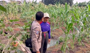 Bhabinkamtibmas-Sidokare-Tinjau-Perkembangan-Tanaman-Jagung-Bersama-Petani,-Dukung-Ketahanan-Pangan-Nasional