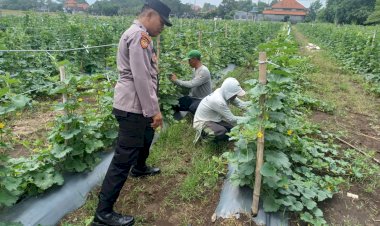 Bhabinkamtibmas-Desa-Permisan-Tinjau-Lahan-Ketahanan-Pangan-Tanaman-Sayuran