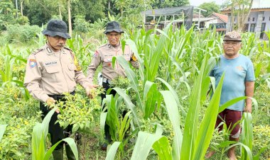 Daya-Tarik-Ketahanan-Pangan-Kebun-Melon-di-Desa-Kendal-Sewu