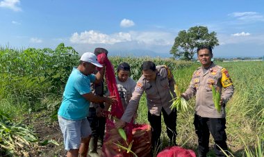 Panen-Jagung-di-Desa-Lemujut,-Wujud-Suksesnya-Program-Ketahanan-Pangan