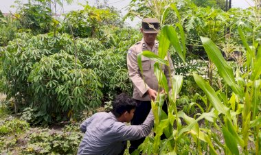 Kapolsek-Sedati-Masifkan-Peran-Bhabinkamtibmas-Dampingi-Warga-Kelolah-Lahan-Ketahanan-Pangan-Tanaman-Jagung