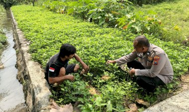Bhabinkamtibmas-Polsek-Prambon-Pantau-Ketahanan-Pangan-Lahan-Kacang-Tanah-di-Desa-Watutulis