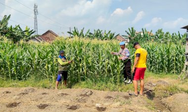 Anggota-Polsek-Porong-Pastikan-Tanaman-Jagung-di-Desa-Kesambi-Siap-Topang-Swasembada-Pangan