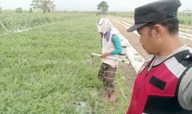 Bhabinkamtibmas-Polsek-Porong-Tinjau-Program-P2B-di-Desa-Kebakalan,-Dorong-Ketahanan-Pangan-Lewat-Budidaya-Semangka-Unyil