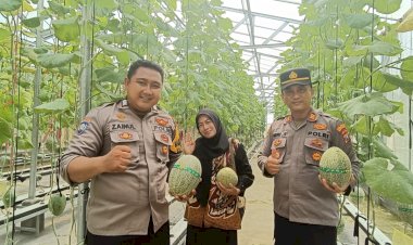 Polsek-Tarik-Polresta-Sidoarjo-Panen-Melon-Hidroponik-Bersama-Kelompok-Tani-Berkah-Makmur,-Wujud-Sinergi-Dukung-Ketahanan-Pangan