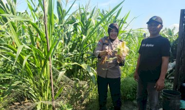 Polsek-Gedangan-Tinjau-Lahan-Jagung-untuk-Dukung-Ketahanan-Pangan-Polresta-Sidoarjo