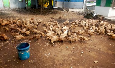 Cek-Peternakan-Bebek,-Bhabinkamtibmas-Desa-Glagaharum-Turun-Langsung-Sukseskan-Ketahanan-Pangan