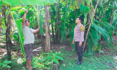 Bhabinkamtibmas-Polsek-Sukodono-Tinjau-Ketahanan-Pangan-di-Kebun-Pisang-Ambon