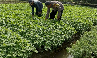 Bhabinkamtibmas-Grabagan-Pantau-Lahan-Bayam-Warga,-Dukung-Ketahanan-Pangan-Polresta-Sidoarjo