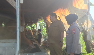 Polsek-Gedangan-Tinjau-Ketahanan-Pangan-Sapi