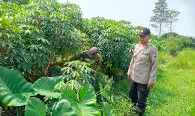 Polsek-Tarik-Gencarkan-Patroli-Ketahanan-Pangan,-Turun-Langsung-Ke-Perkebunan-Singkong