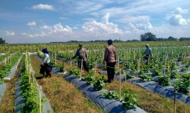 Program-P2B-Dapat-Dukungan-Polisi,-Kanit-Binmas-Prambon-Cek-Lahan-Melon-Warga