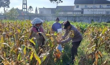 Dukung-Ketahanan-Pangan-Nasional:-Polresta-Malang-Kota-dan-Gapoktan-Panen-2,5-Ton-Jagung