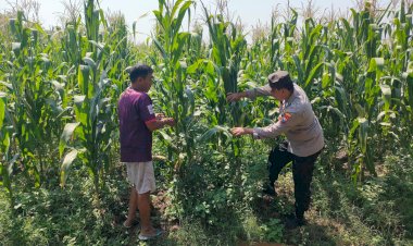 Bhabinkamtibmas-Desa-Bulang-Pantau-Perkembangan-Tanaman-Jagung-Dukung-Ketahanan-Pangan