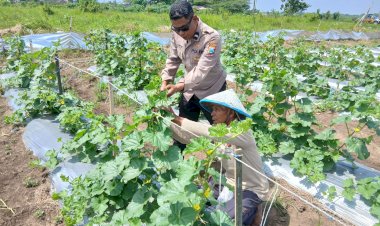 Polsek-Tarik-Monitoring-Ketahanan-Pangan-Petani-Melon-di-Desa-Gampingrowo