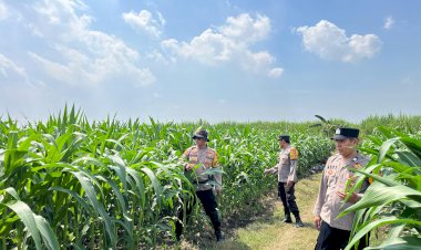 Cek-Tanaman-Jagung,-Polsek-Krembung-Berharap-Dongkrak-Ketahanan-Pangan