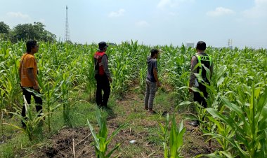 Dorong-Swasembada-Pangan,-Polisi-Tinjau-Lahan-Jagung-Siap-Panen-di-Balongbendo