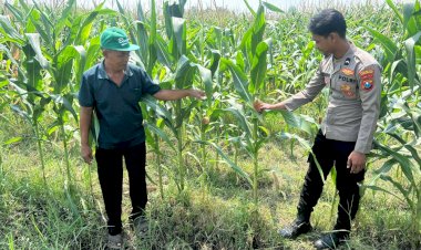 Optimalisasi-Program-Ketahanan-Pangan,-Polsek-Prambon-Dampingi-Petani-Jagung