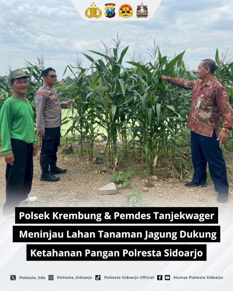 Polsek Krembung dan Pemdes Tanjekwager Tinjau Perkembangan Lahan Jagung untuk Dukung Ketahanan Pangan