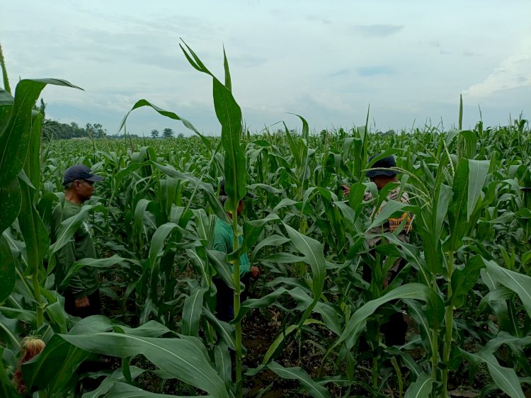 Polisi Terus Dampingi Warga Bakung Temenggungan Kelola Jagung
