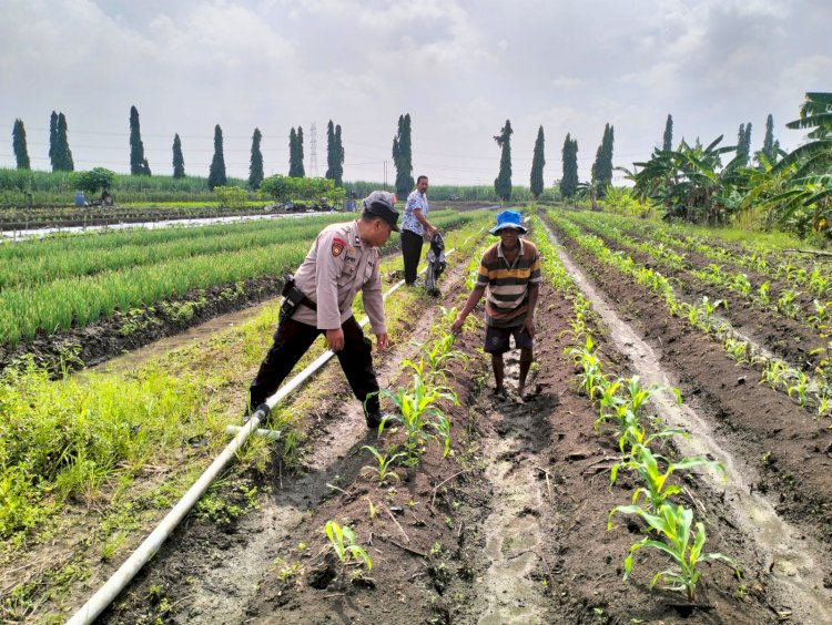 Bhabinkamtibmas Desa Gamping Cek Pertumbuhan Jagung di Lahan Warga