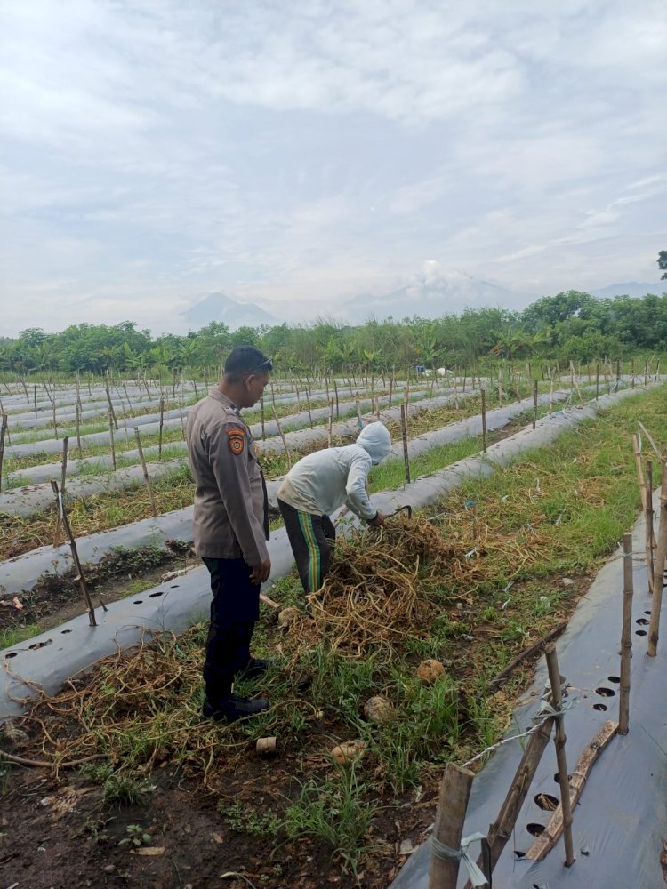 Anggota Polsek Tarik Cek Pengolahan Lahan Melon di Desa Kendalsewu