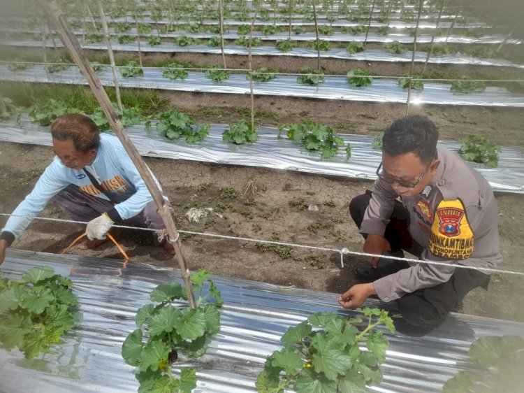 Bhabinkamtibmas Desa Wonoplintahan Kunjungi Lahan P2B