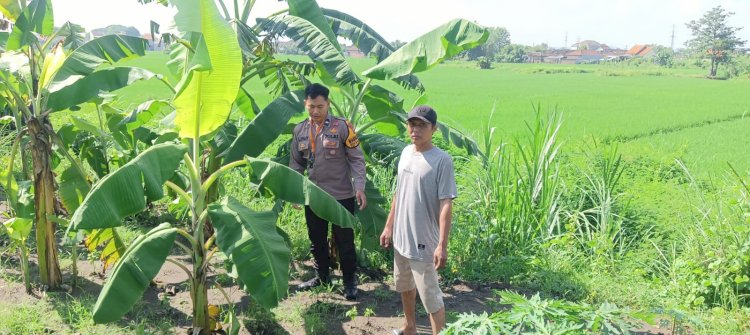 Bhabinkamtibmas Desa Balongtani Tinjau Warga Tanam Pohon Pisang Wujudkan Swasembada Pangan Mandiri