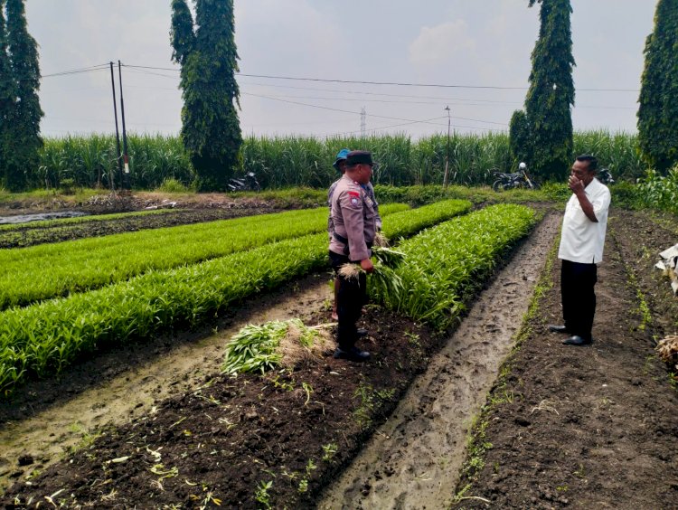 Bhabinkamtibmas dan Kelompok Tani Desa Gamping Kolaborasi Panen Sayur Kangkung, Wujud Nyata Ketahanan Pangan Nasional