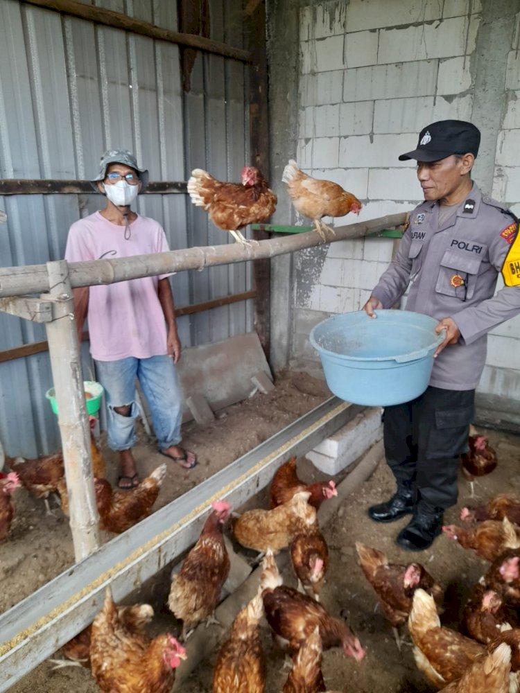 Polsek Taman Tinjau Peternakan Ayam Petelur Warga Trosobo, Wujudkan Swasembada Pangan Mandiri