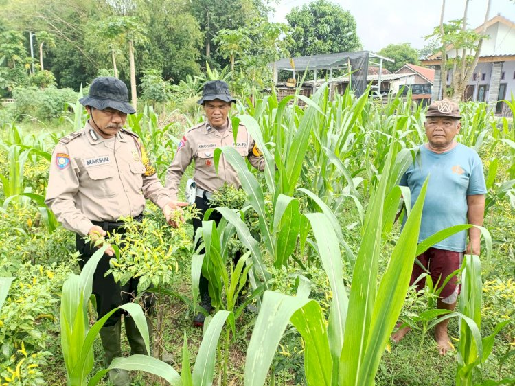 Daya Tarik Ketahanan Pangan Kebun Melon di Desa Kendal Sewu