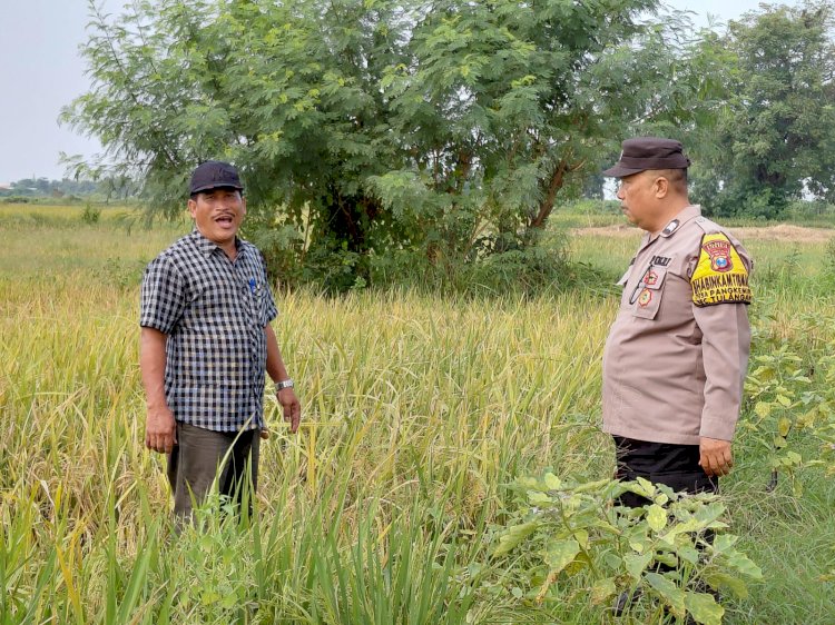 Bhabinkamtibmas Pangkemiri Polsek Tulangan Tinjau Lahan Padi Dukung Program Ketahanan Pangan Desa