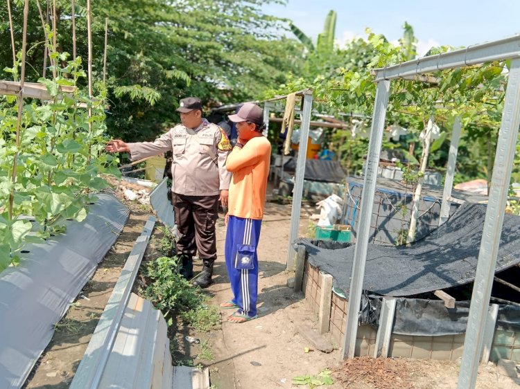 Polisi Apresiasi Warga Desa Lajuk Porong Kembangkan Usaha Budidaya Timun Mas
