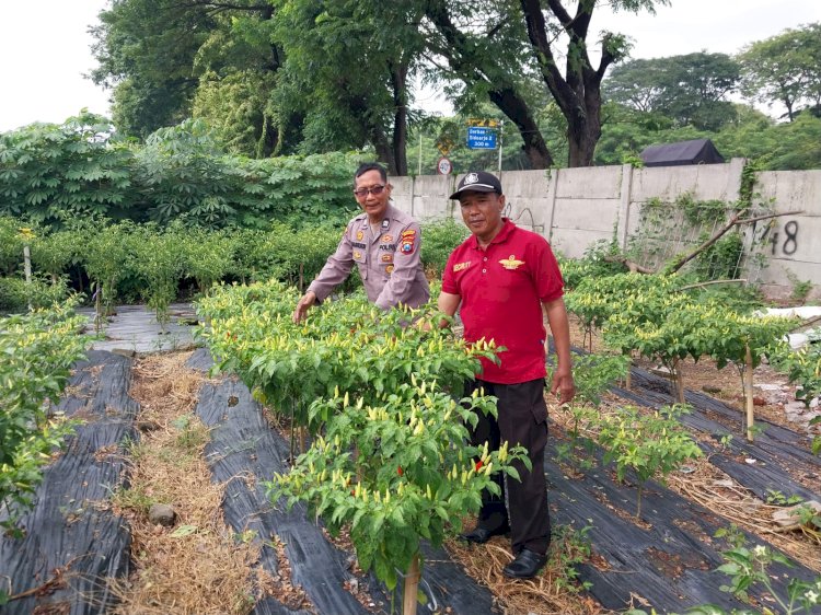 Bhabinkamtibmas Sidokare Bersama Warga Lakukan Perawatan Tanaman Cabai Warga Dukung Ketahanan Pangan