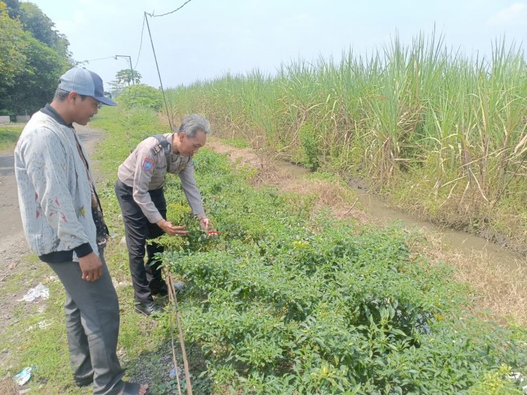 Bhabinkamtibmas dan Perangkat Desa Kedungsugo Ubah Bahu Jalan Jadi Lahan Ketahanan Pangan