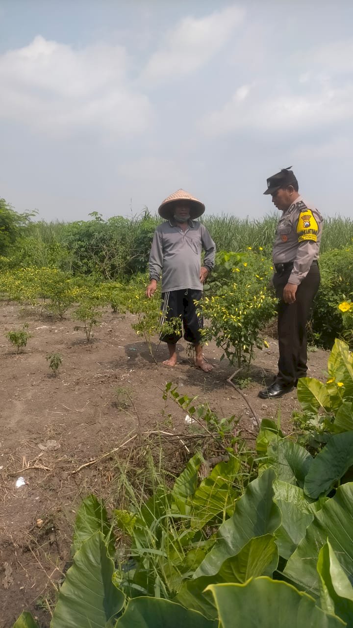 Wujud Polisi Cinta Petani, Bhabinkamtibmas Kedungboto Implementasikan Ketahanan Pangan di Tingkat Desa