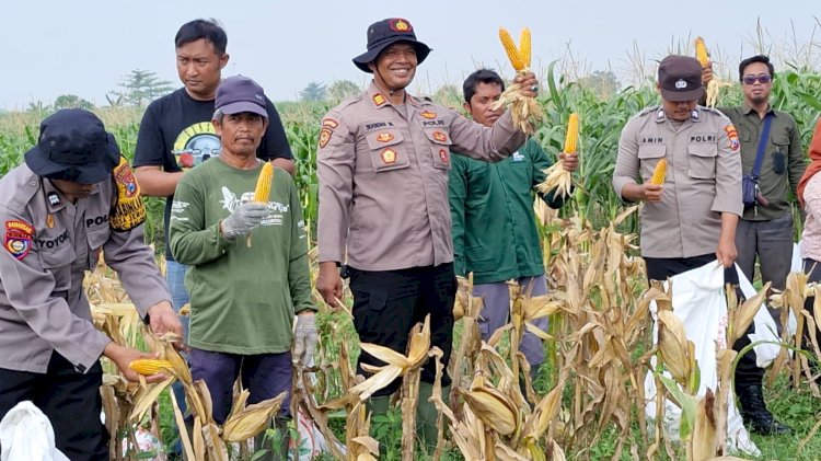 Kapolsek Balongbendo Ajak Elemen Terkait Tinjau Perkembangan Tanaman Jagung Dukung Ketahanan Pangan