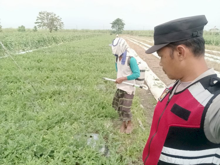 Bhabinkamtibmas Polsek Porong Tinjau Program P2B di Desa Kebakalan, Dorong Ketahanan Pangan Lewat Budidaya Semangka Unyil