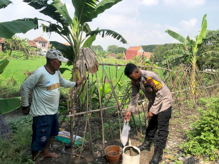Bhabinkamtibmas Semambung Bantu Petani Wujudkan Ketahanan Pangan Polresta Sidoarjo