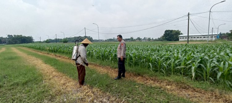 Polsek Tarik Laksanakan Patroli Ketahanan Pangan dan Dialogis Petani Jagung